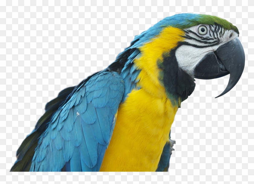 Angry Parakeet Cliparts - Papağan Png #579543