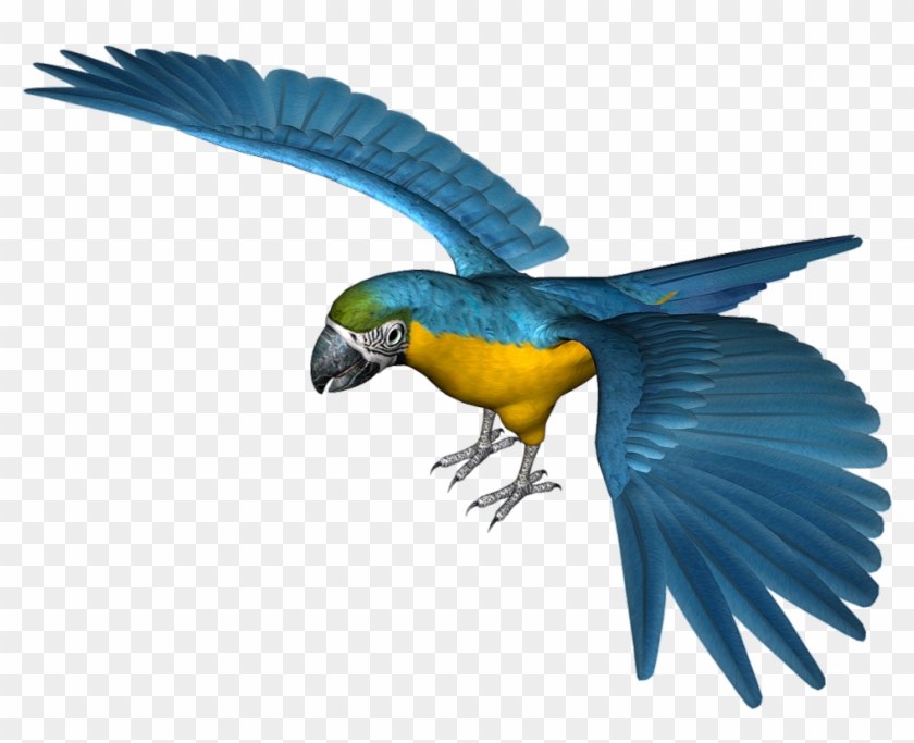 Parrot Clipart Blue Parrot - Png Parrot #579545