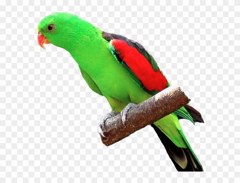 Crimson-winged Parrot - Parrot On Branch Png #579562