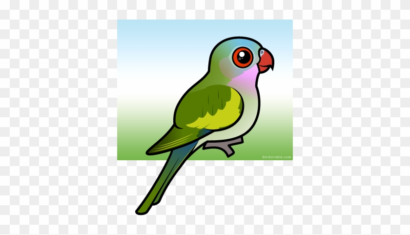 Amazon Parrot #579564