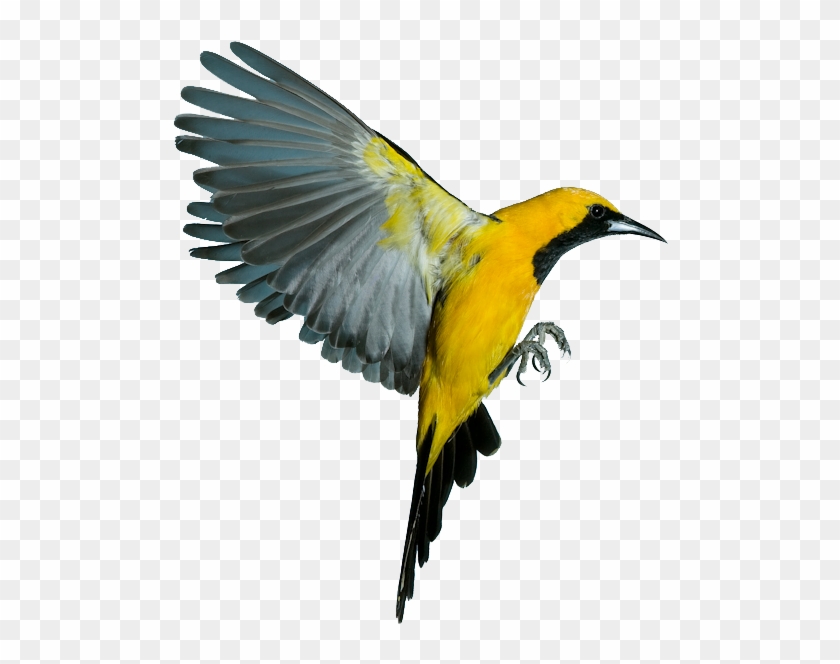 Oriole Bird Clipart - Bird In Flight Png #579565