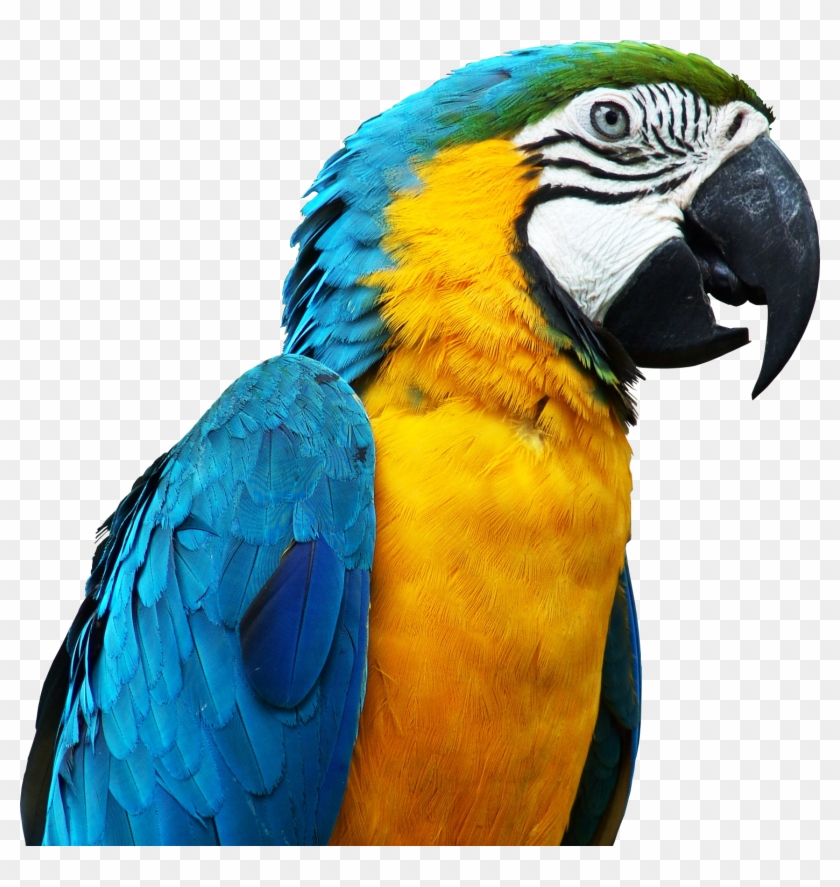 Parrot Clipart Blue And Yellow - Pet Parrot #579582