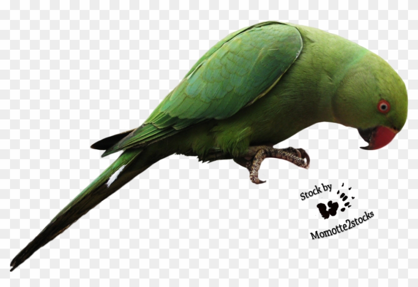 Parrot Transparent - Parrot Bird Png #579605
