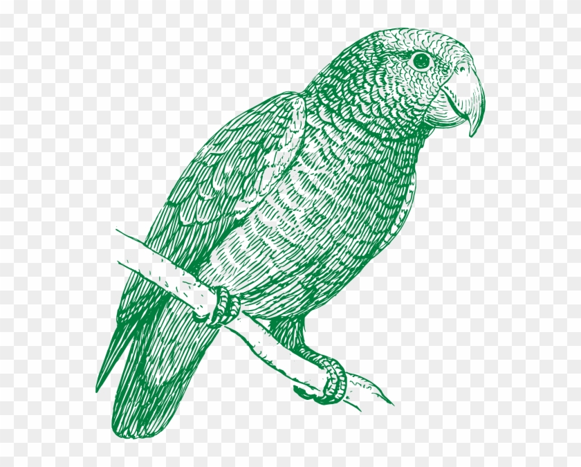 Green Parrot Clip Art At Clker - Parrot Black And White #579642