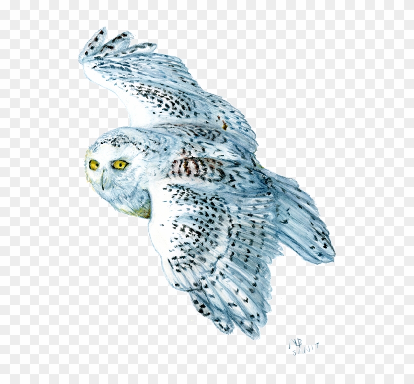 Snowy Owl, Watercolour Pencil Drawing Bird Art, Watercolour - Drawing #579692