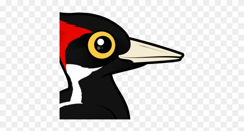 Largest Woodpecker Species In The World And Extremely - Ivory Billed Woodpecker Population 2018 #579999