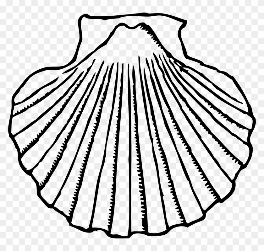 Mussel Clipart Transparent - Shell Black And White #580111