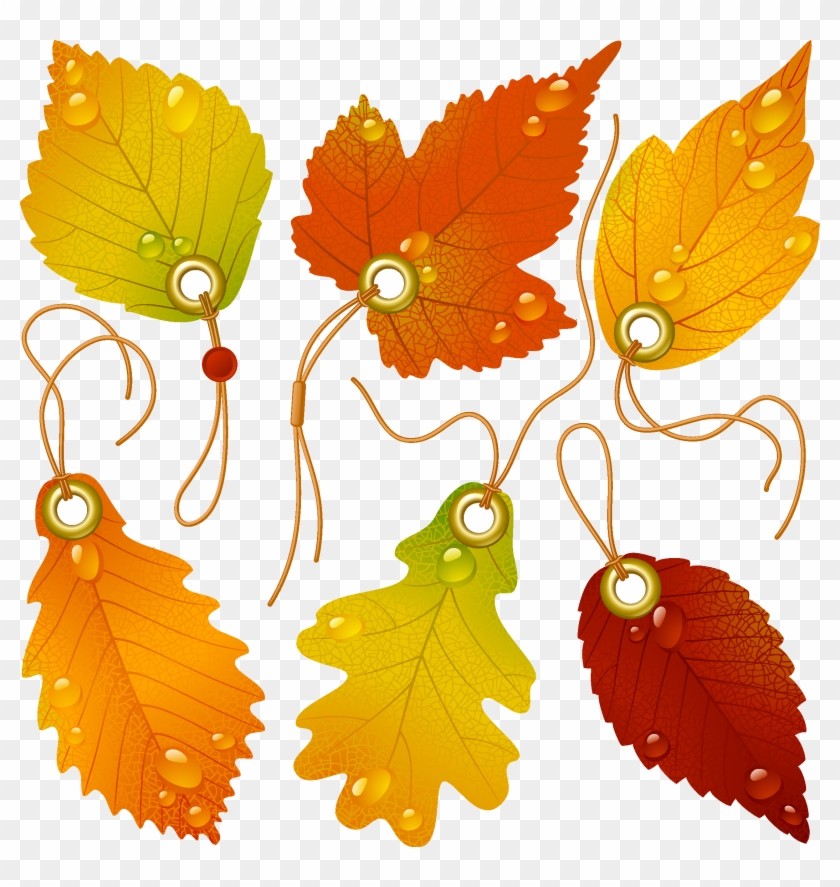 Japanese Maple Autumn Leaf Color - Japanese Maple Autumn Leaf Color #580514