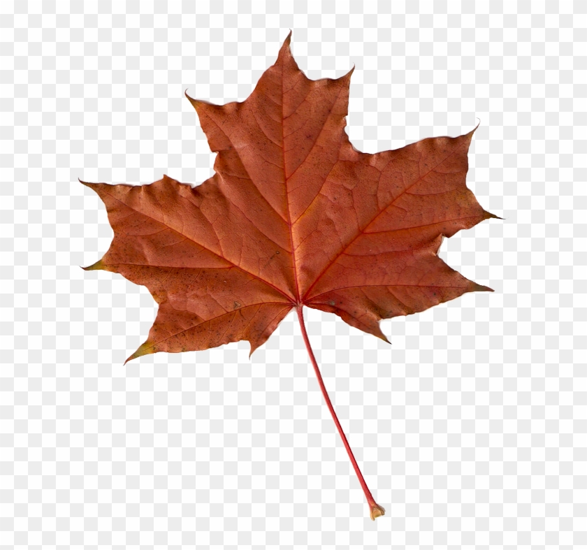 Maple Leaf Autumn Leaves Clip Art - Maple Leaf Autumn Leaves Clip Art #580675