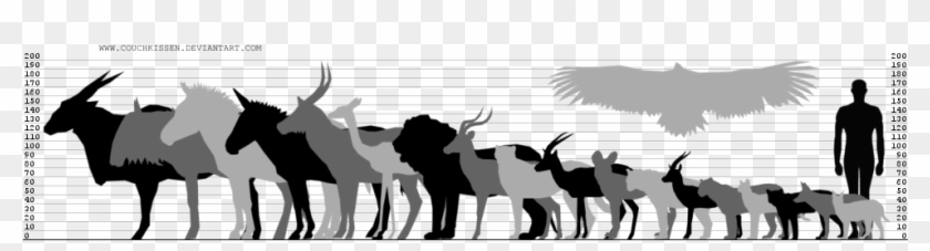 African Wild Life By Couchkissen - Antelope Size Comparison #581224