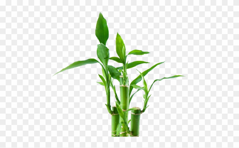 Bamboo Tree Png - Lucky Bamboo #581314