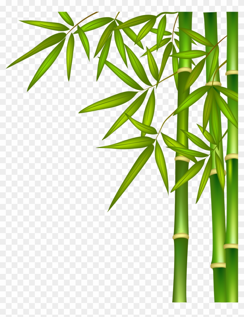 Green Bamboo - Bamboo Tree And Water #581320