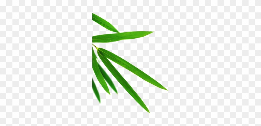 Bamboo Leaves, Bamboo Leaves, Leaf, Leaves Green Png - Leaf #581408