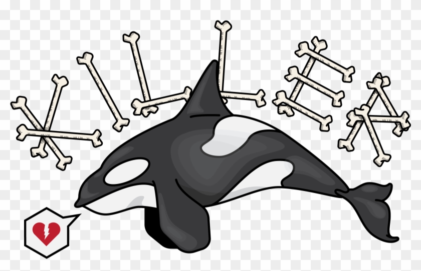 Killer Whale #581504