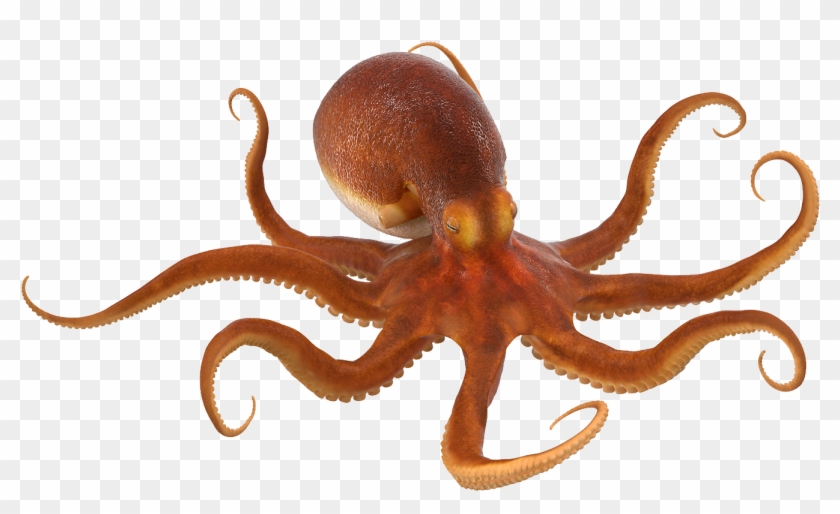 Portable Network Graphics - Octopus High Resolution #581830