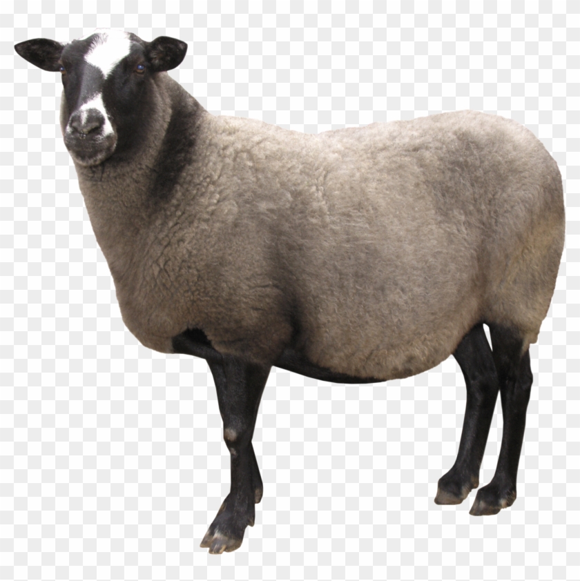 Sheep Png Image - Sheep Png #581842