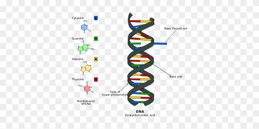 Dna Base Flipping - Dna Model 15 Base Pairs #581853