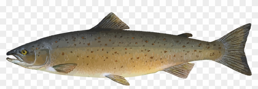Free Clipart Of A Salmon - Atlantic Salmon Fish #581895