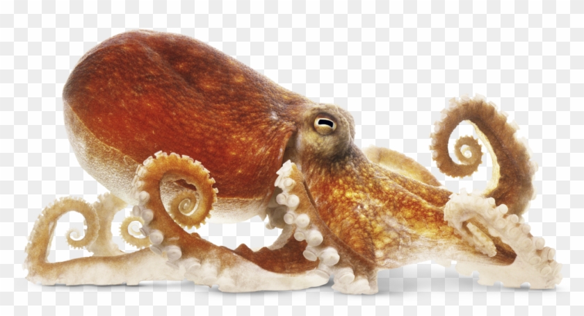 Octopus Png Image - Octopus Png #581903