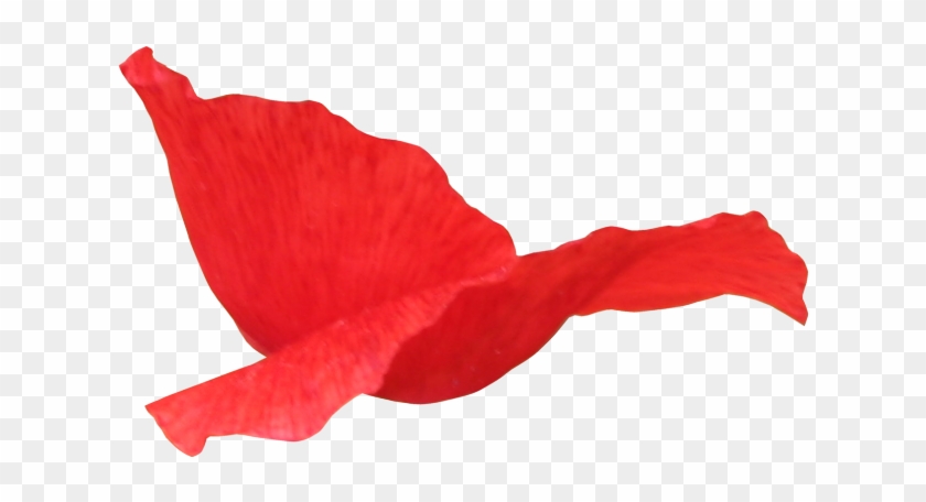 Red Flower Petals - Лепестки Роз На Прозрачном Фоне #582389