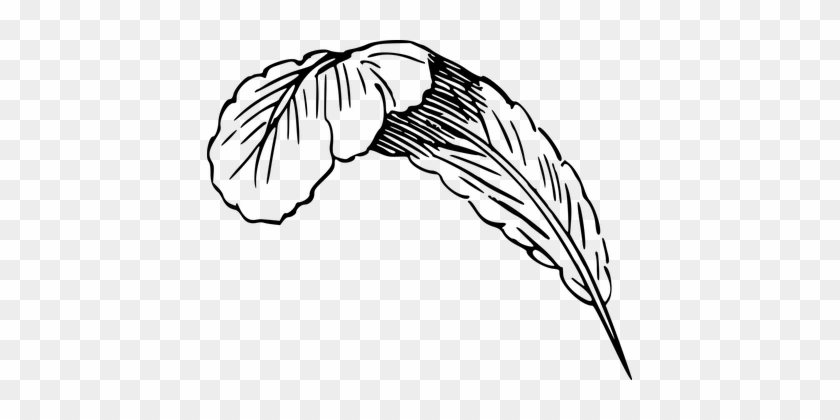 Bird Down Encouraging Feather Flight Pluma - Down Feather Black And White #583660