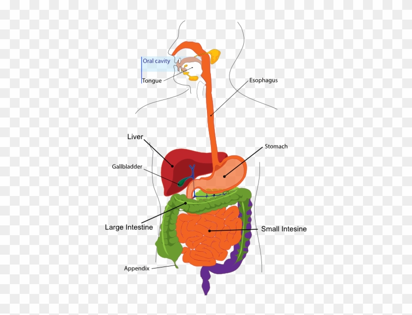 Colours Of Digestive System #583842