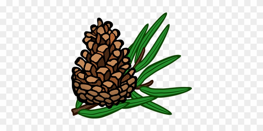 Cone Conifer Pine Plant Tree Cone Cone Pin - Pine Cone Pine Clipart #584038