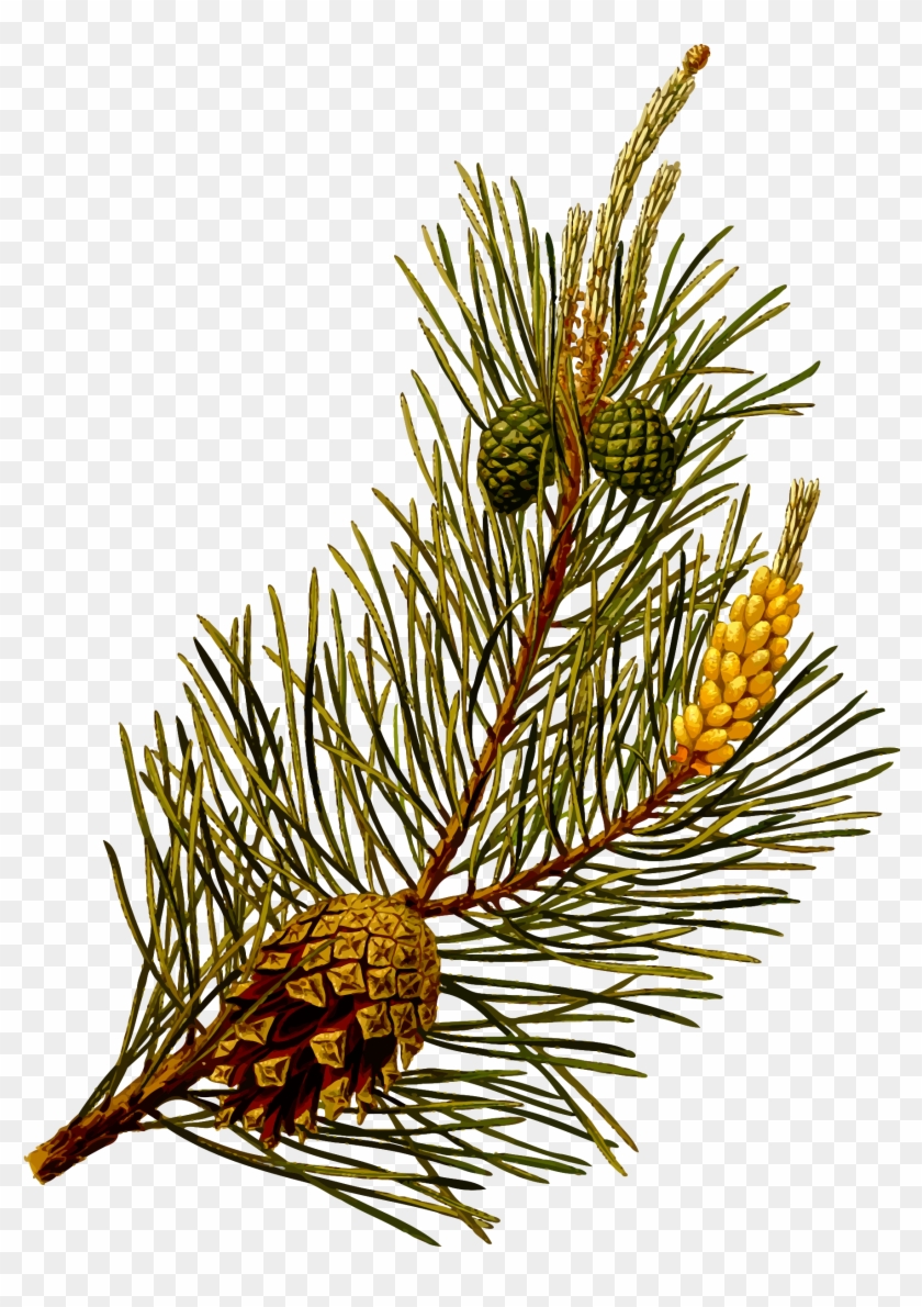 Big Image - Scots Pine Clip Art #584062