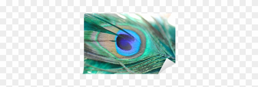 Purple Peacock Feather Png - Peafowl #584102