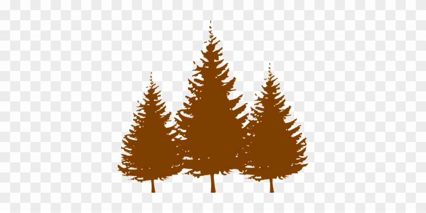 Trees, Conifers, Brown, Silhouette - Pine Tree Silhouette Vector #584124