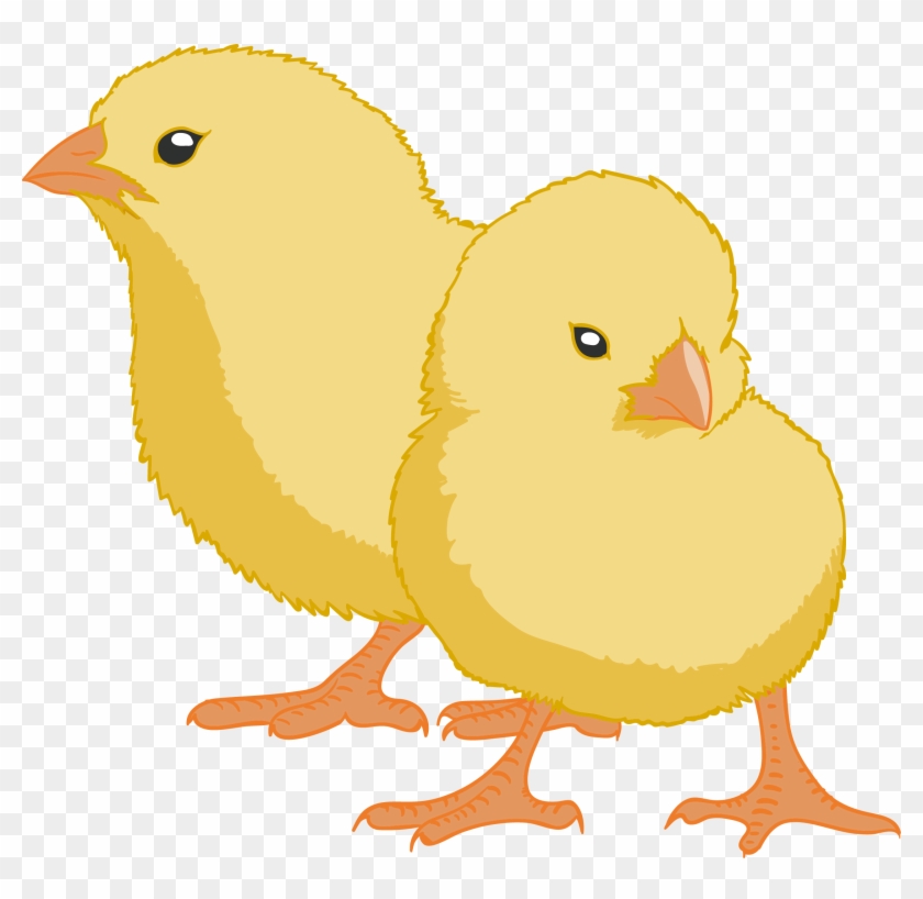 Brahma Chicken Rooster Gender Egg Incubation Video - Chicken #584191