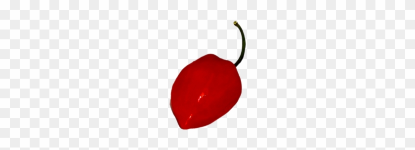 Red Habanero - Red Habanero #584348