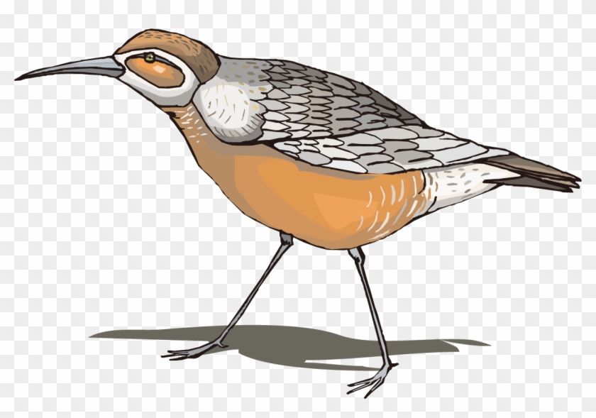 卡通水彩鸟类动物 - Seabird #584585