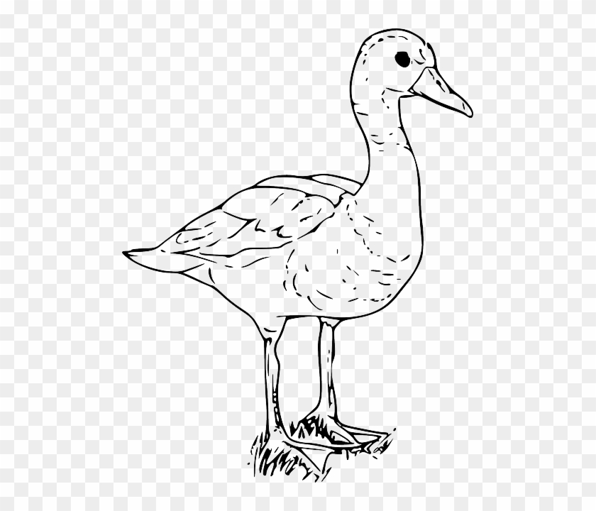 Black And White Cartoon Duck - Parts Of A Duck Worksheet - Free Transparent  PNG Clipart Images Download