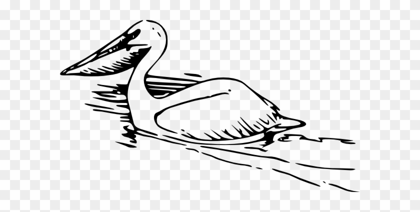Cartoon Pelican Pictures - Pelican Clipart Black And White #584686
