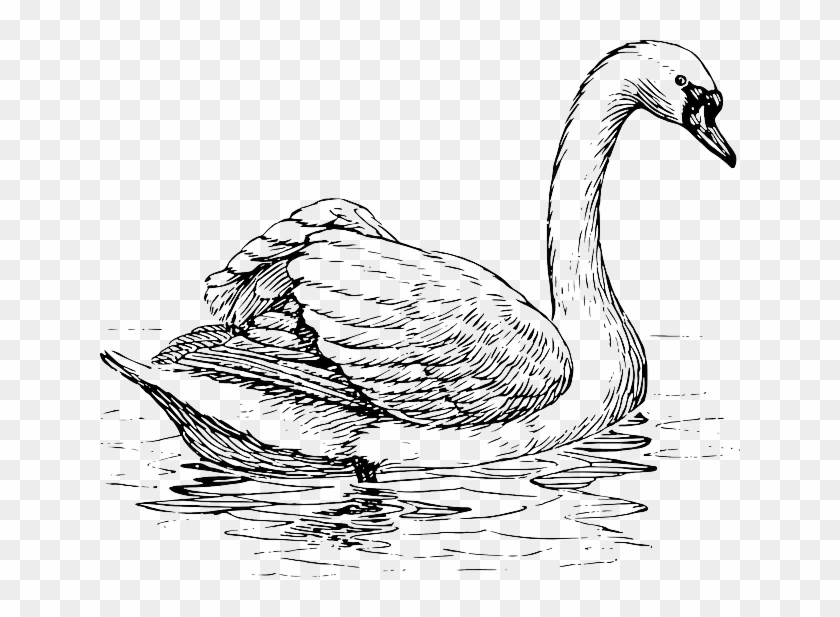 Zoology Swan, Bird, Animal, Biology, Ornithology, Zoology - Swan Black And White Drawings #584737