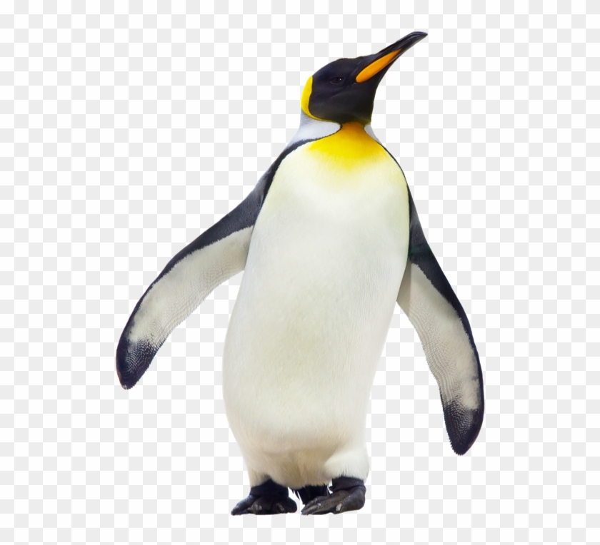 Emperor Penguin #584744