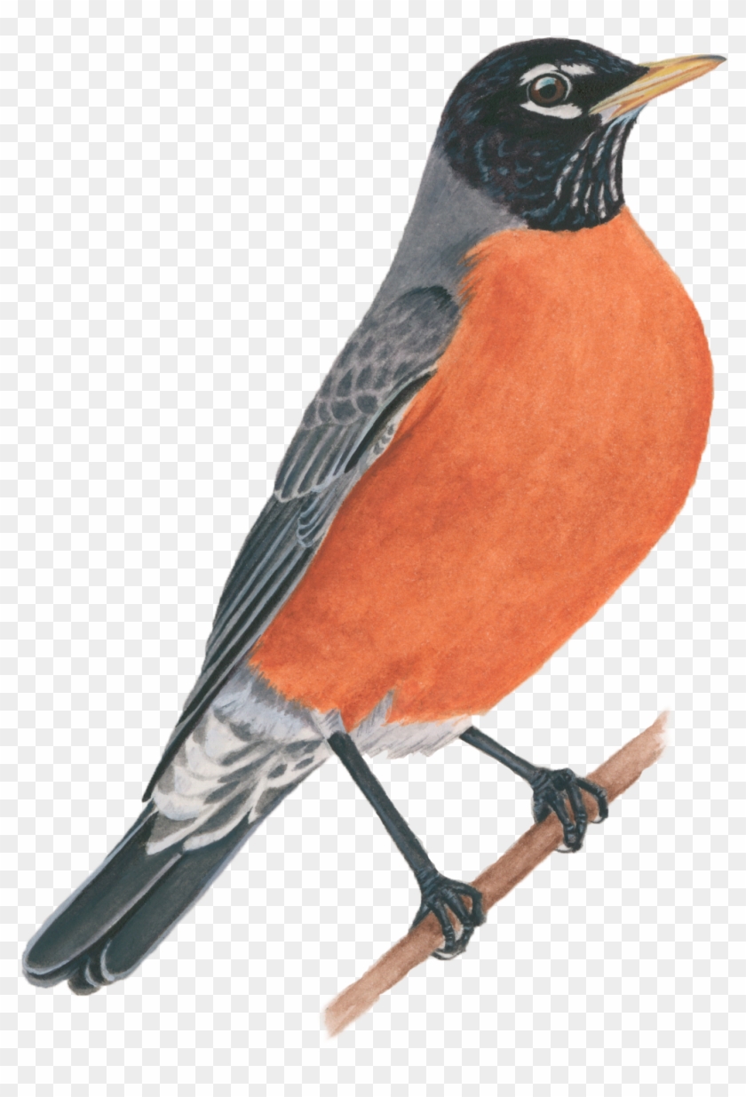 American Robin - American Robin Png #584807