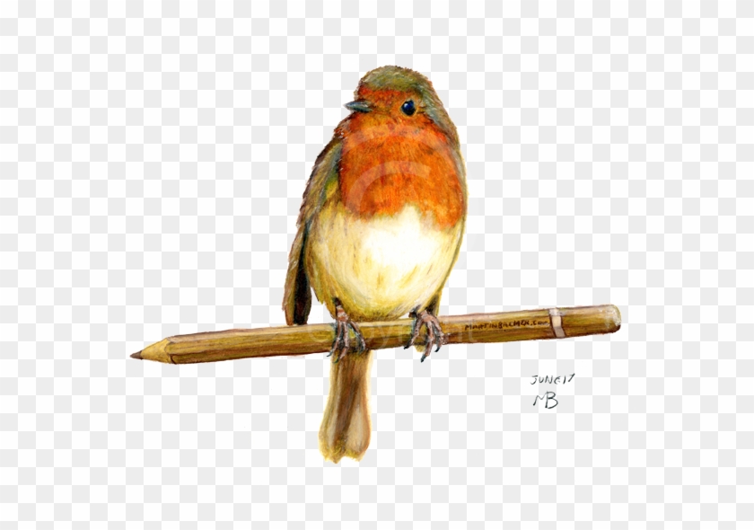 Drawn Robin Garden - European Robin Drawing #584817