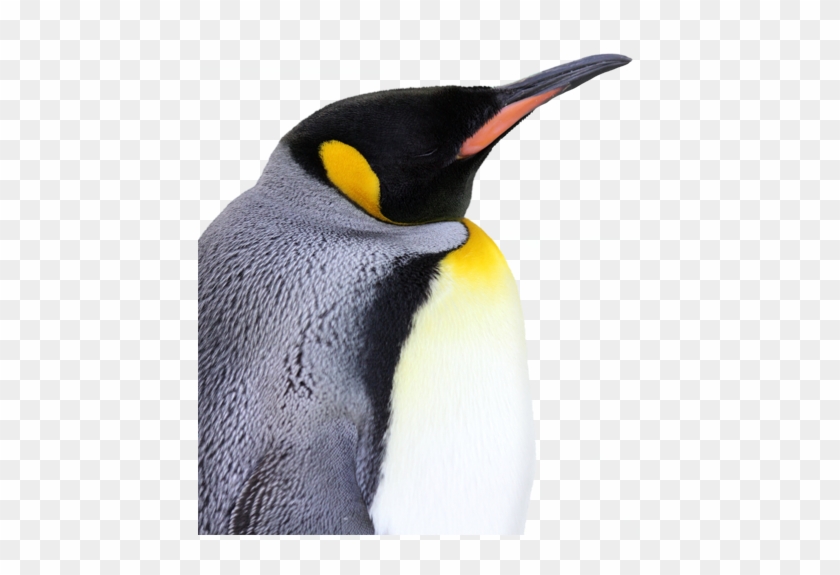 ペンギン - King Penguin #584822