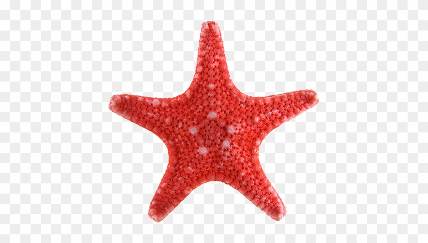Red Sea Star Png #584977