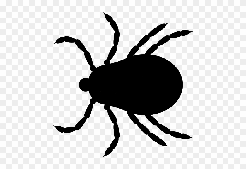 Tick Insect Png - Tick #585113