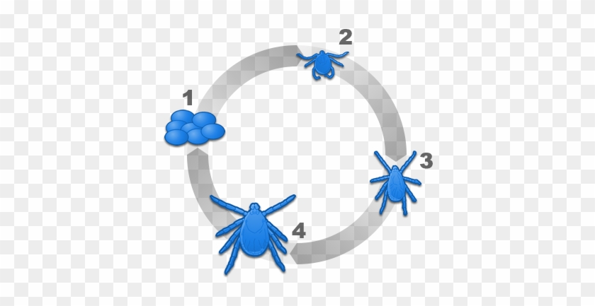 Tick Lifecycle - Cat #585122