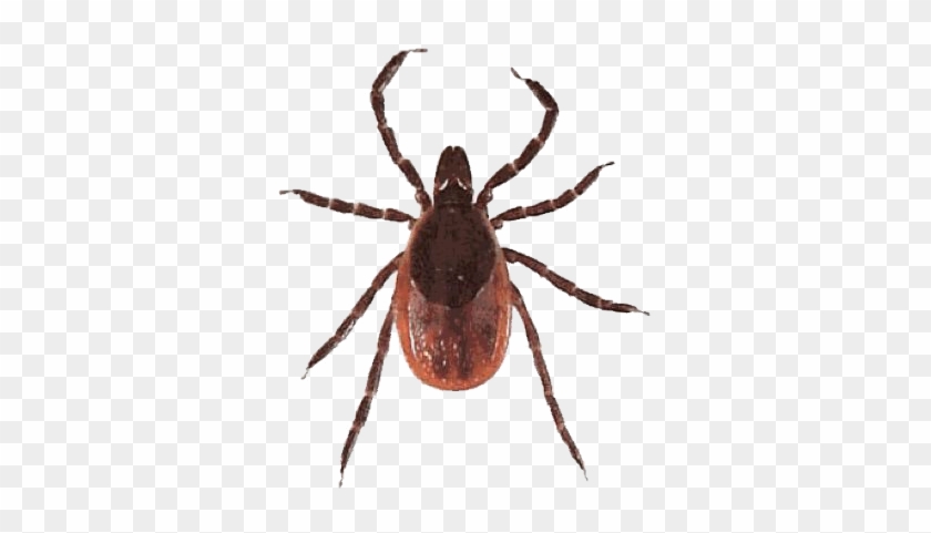 Certain Tick Bites May Cause Allergies To Red Meat - Blacklegged Tick #585244