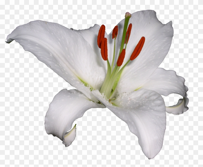 Lilium Hemerocallis Lilioasphodelus Flower Clip Art - Лилия Png #585287