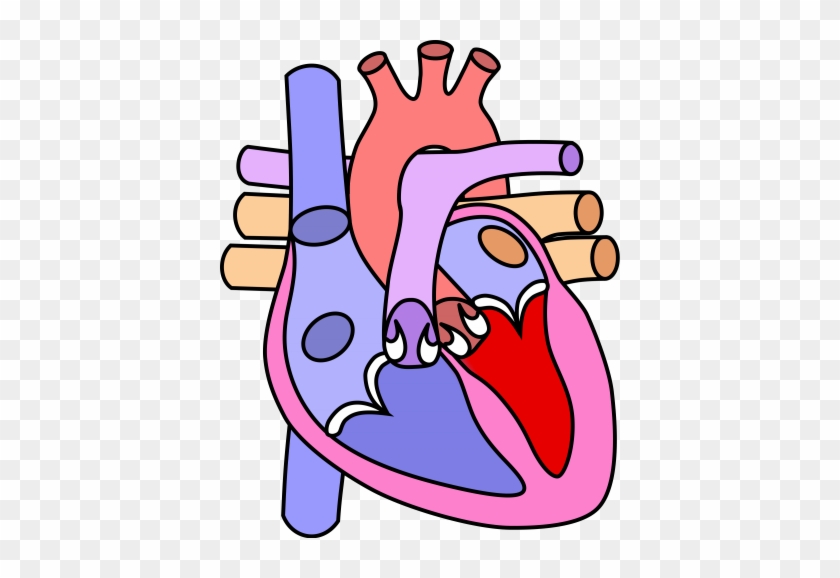 Inflammation Of The Heart Is Most Frequently Caused - Heart Diagram Without Label #585302