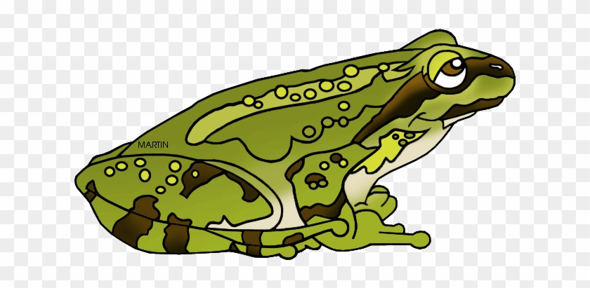 Green Frog Clipart Amphibian - Pacific Tree Frog Clipart #585928