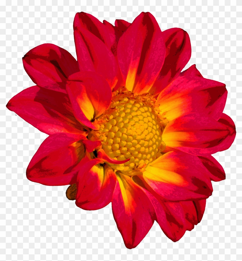 Flower Chrysanthemum Color Clip Art - Flower Chrysanthemum Color Clip Art #586357