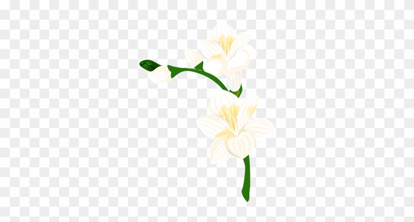 White Flowers In Plant Stem Vector Icon Illustration - Lily #586259
