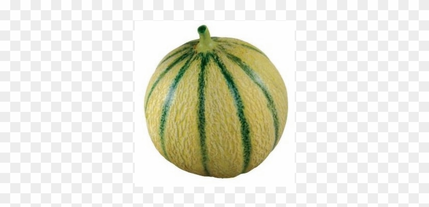 Melon Charentais Petit - Charentais Melon #586311